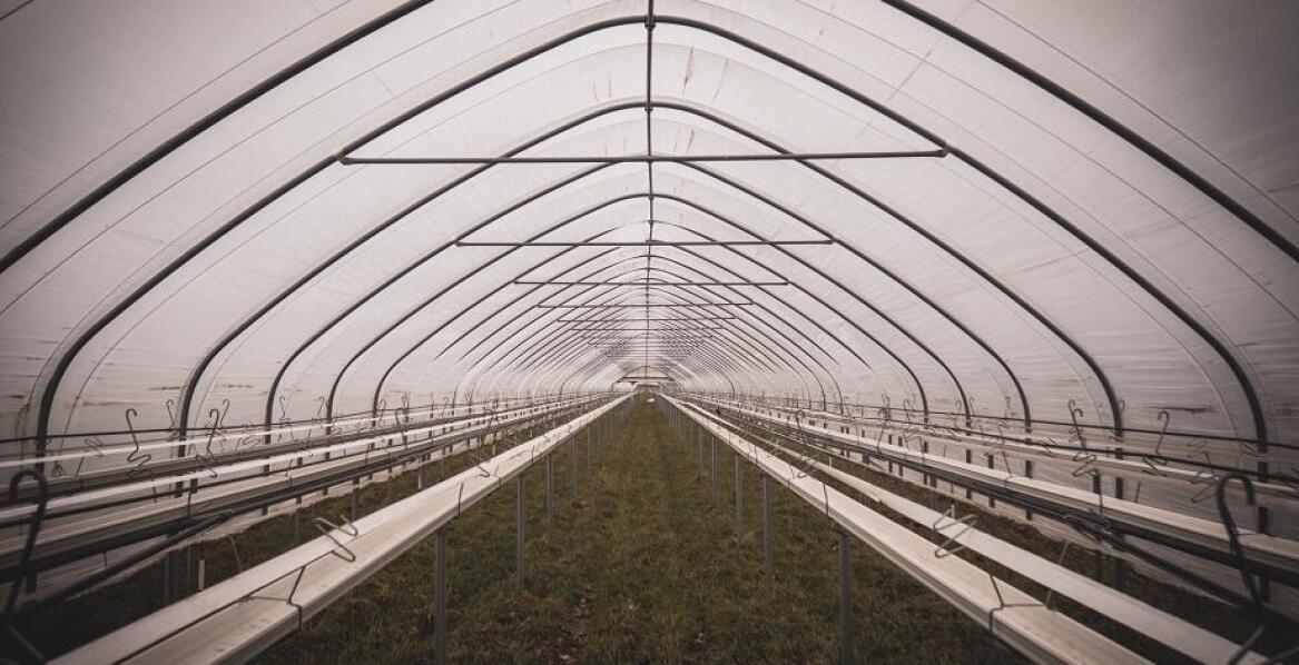 Jak dezynfekcja tunelu foliowego wpływa na zdrowie upraw?