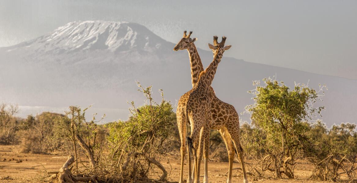 Jakie aktywności oferują parki narodowe w Kenii dla rodzin?