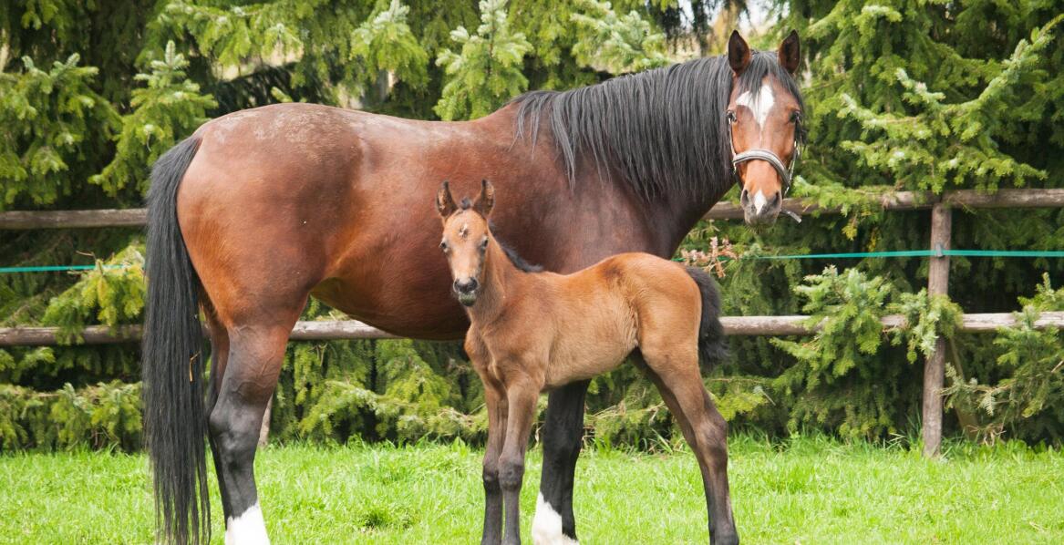 Czy mleko zastępcze może zastąpić naturalne karmienie źrebiąt?