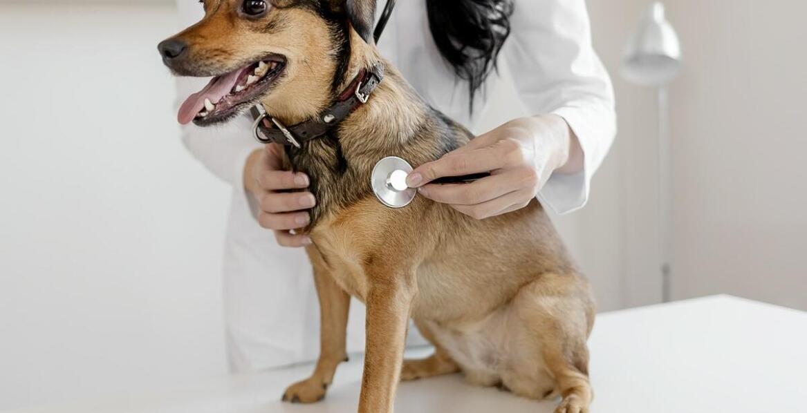 Wizyty domowe weterynarza w Ursusie – jak przebiegają i kiedy są zalecane?