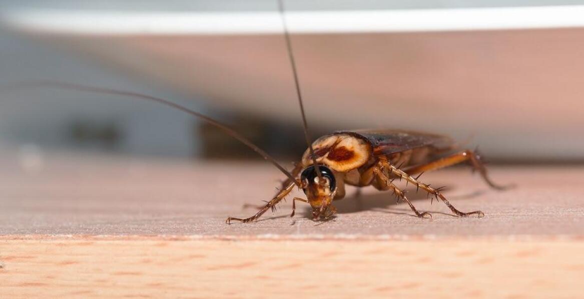 Skuteczne techniki zabezpieczania nieruchomości przed ponowną inwazją karaluchów