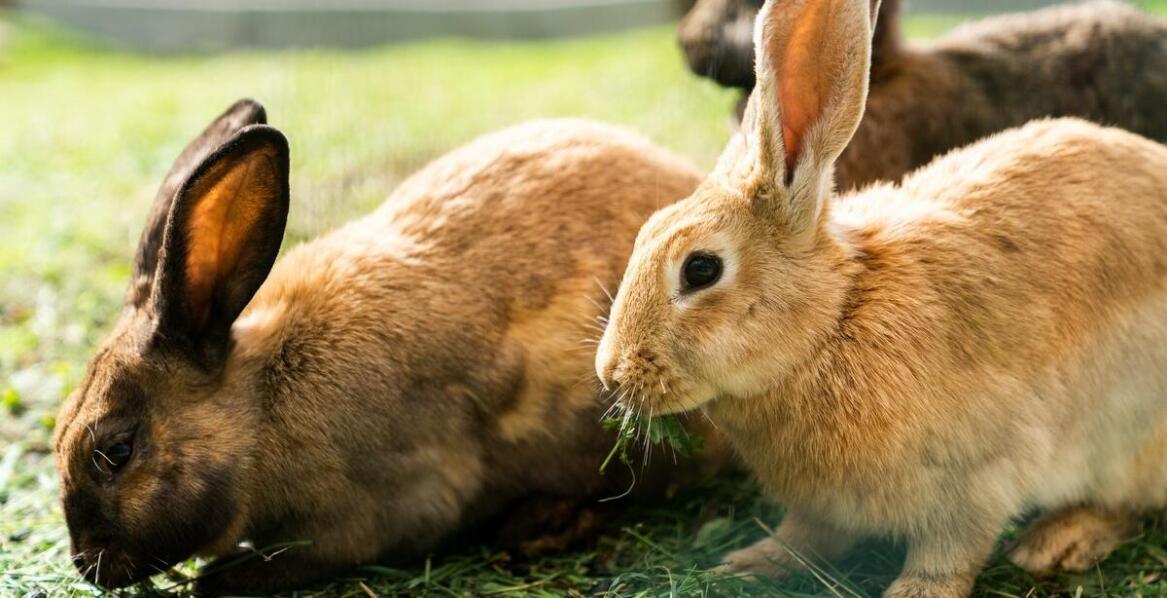 Uszy królicze jako przysmak dla psów z nadwagą – jak mogą pomóc?