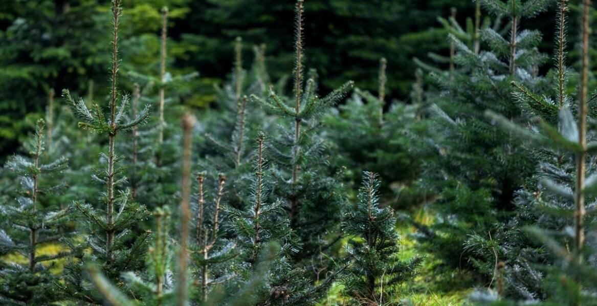 Odporność iglaków podlaskich na choroby i szkodniki