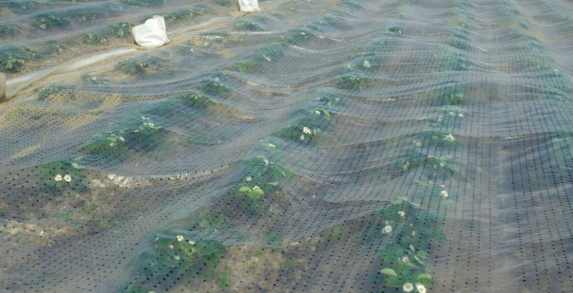 Siatka rolnicza – jak wpływa na optymalizację procesów uprawy?