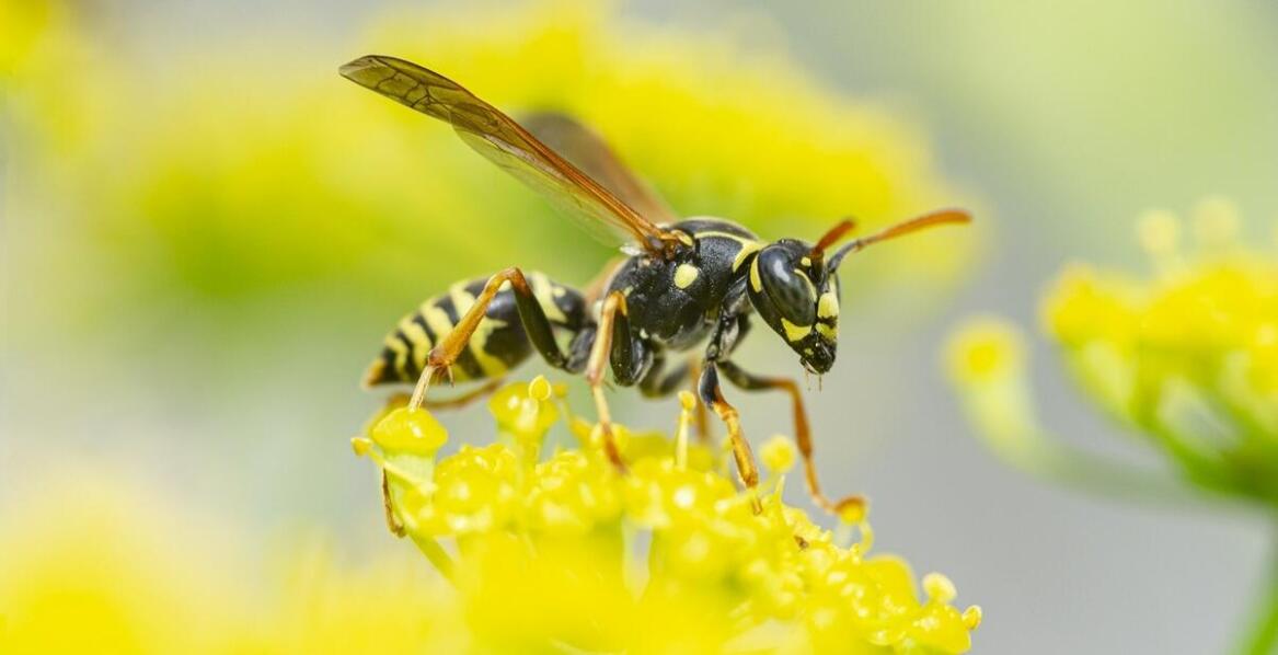 Jak wpływa obecność szerszeni na jakość życia domowników?