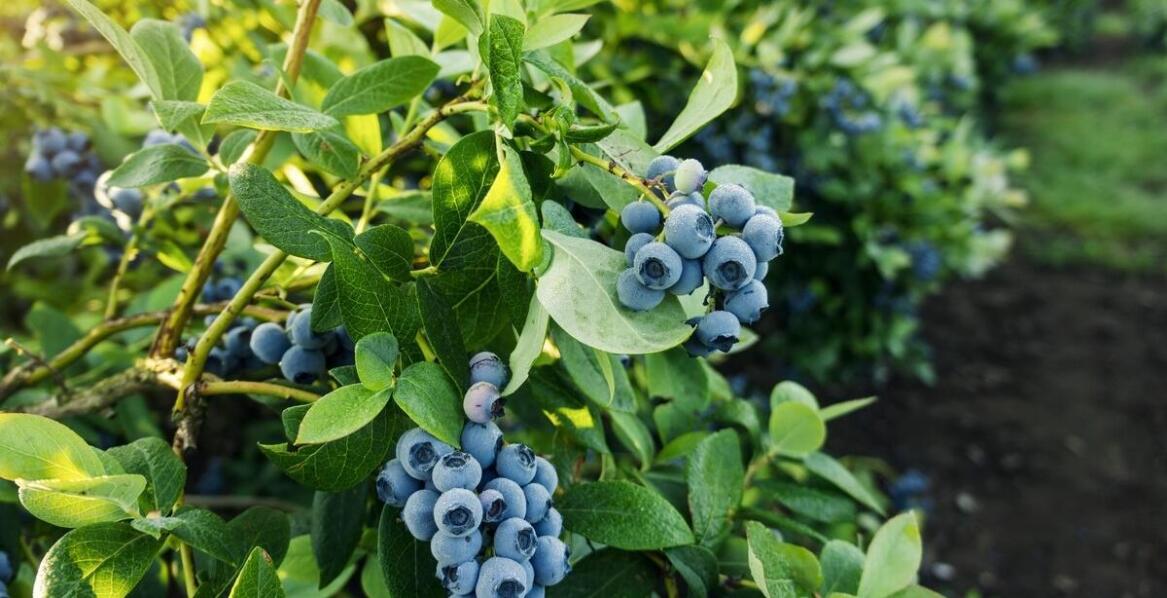 Profesjonalne strategie wyboru najlepszych sadzonek borówki amerykańskiej do ogrodu