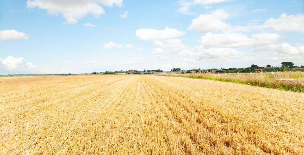 Porównanie różnych typów nawozów azotowych w kontekście upraw zbóż
