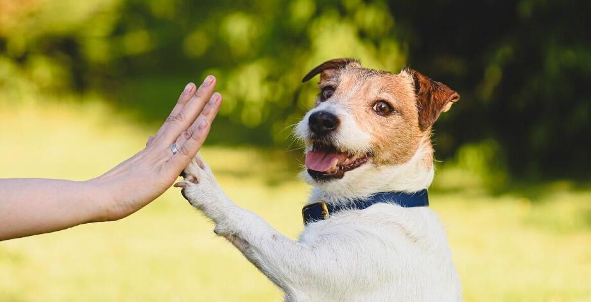 Jak unikać najczęstszych błędów w wychowaniu psa dzięki szkoleniom?