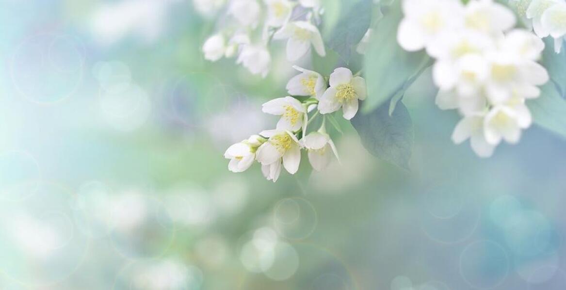 Krzewy do ogrodu jako naturalna osłona przed wiatrem