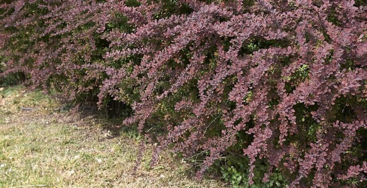 Dlaczego berberys czerwony to idealny wybór na żywopłot?