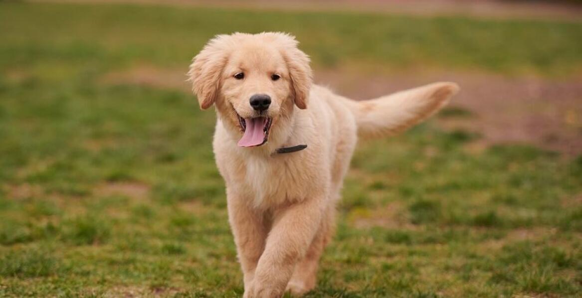 Konsultacje behawioralne a rozwój umiejętności komunikacyjnych u psów we Wrocławiu