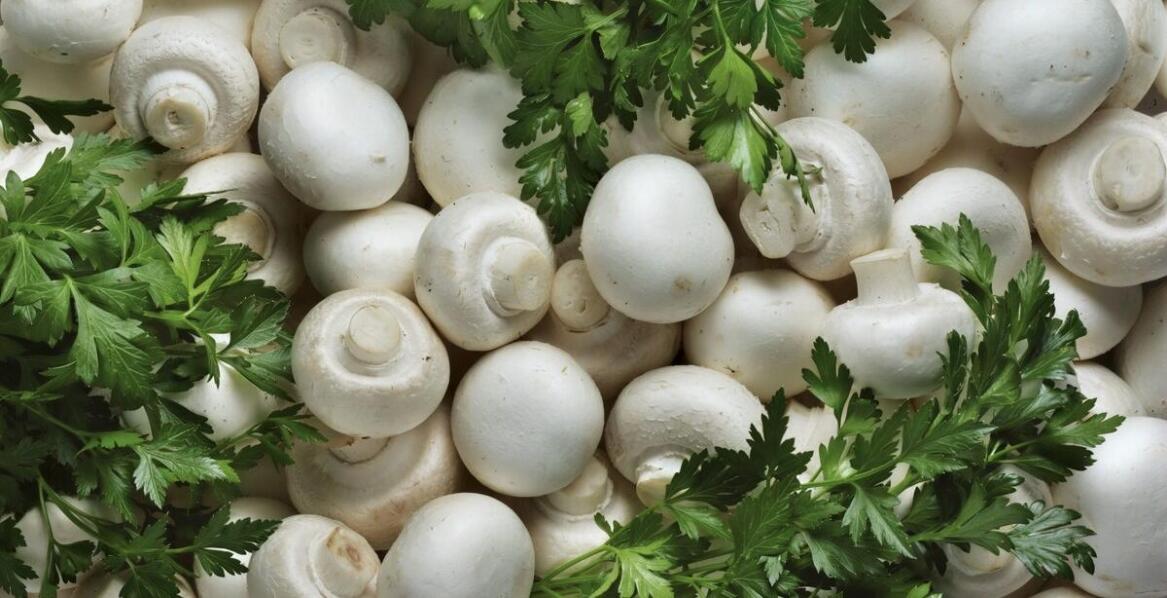 How Mushroom Suppliers Influence the Seasonality of the Culinary Offer?