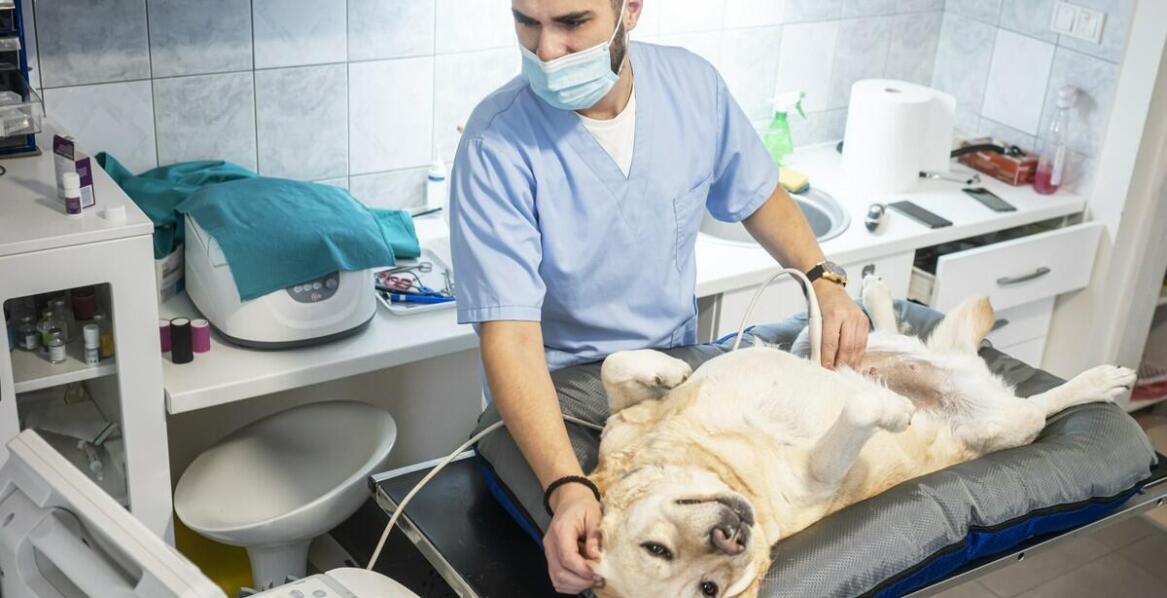 Przygotowanie psa do zabiegu endoskopii: praktyczne wskazówki