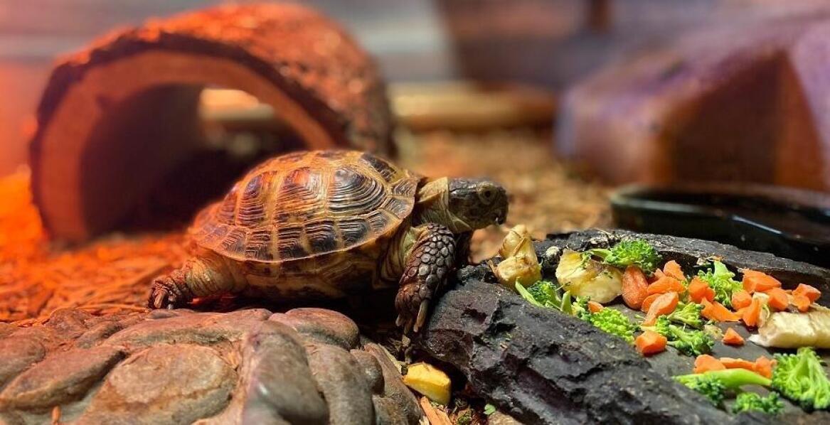 Wpływ misek na ekosystem terrarium: jakie materiały są najlepsze?