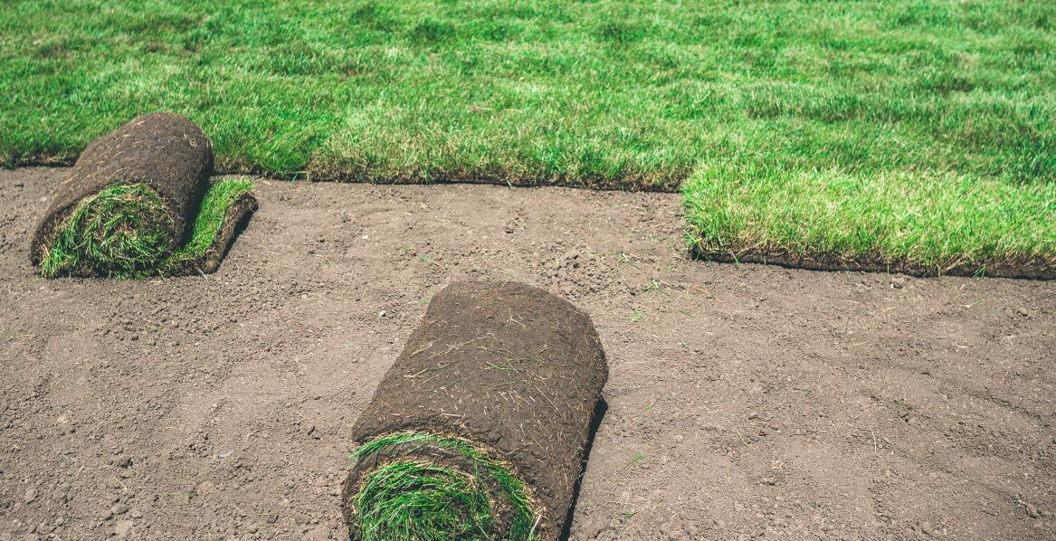 Jak trawniki z rolki przyczyniają się do szybkiego zazielenienia przestrzeni ogrodowej?