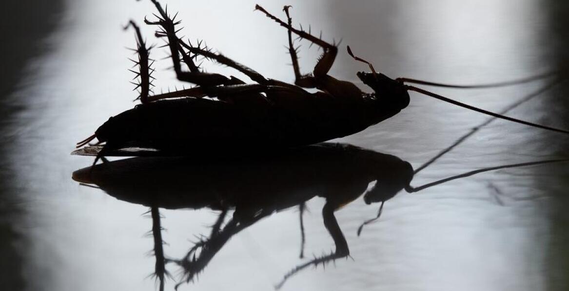 Efektywne sposoby na eliminację prusaków – nasza oferta dla zarządców nieruchomości