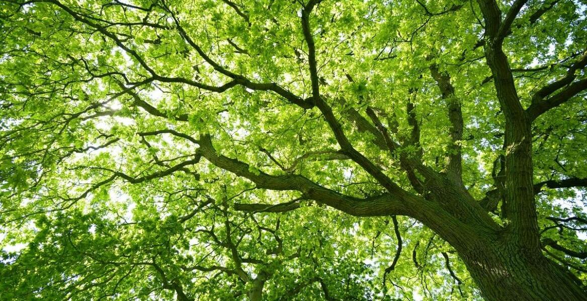 Jakich warunków wymaga katalpa szczepiona na pniu 200 cm?