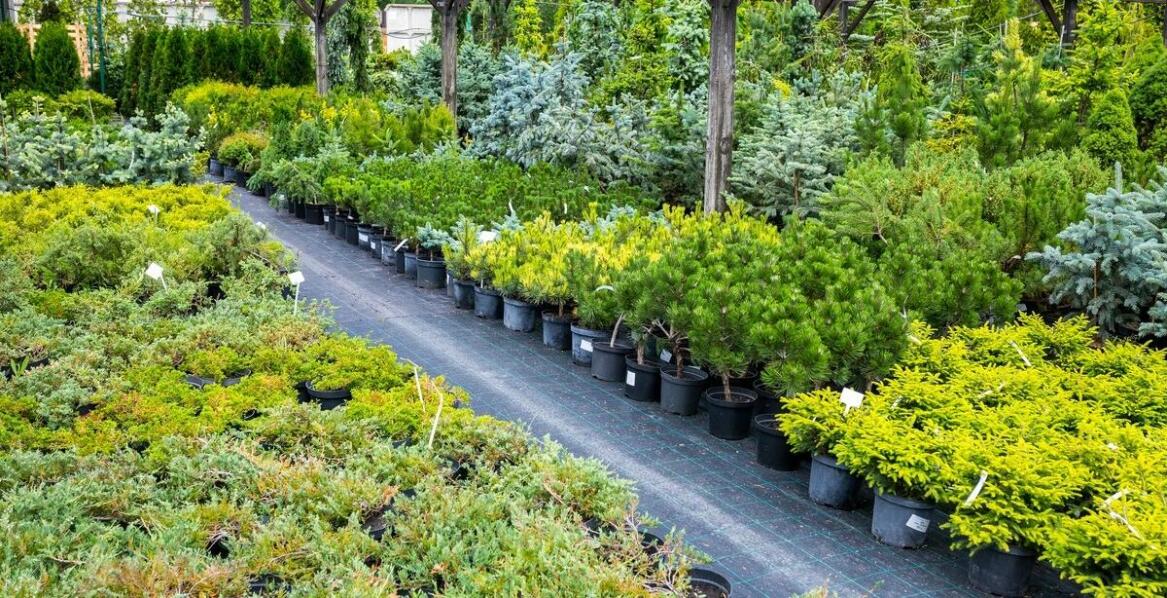 Jak nasadzenia zastępcze realizowane przez szkółkę wpływają na lokalny ekosystem?