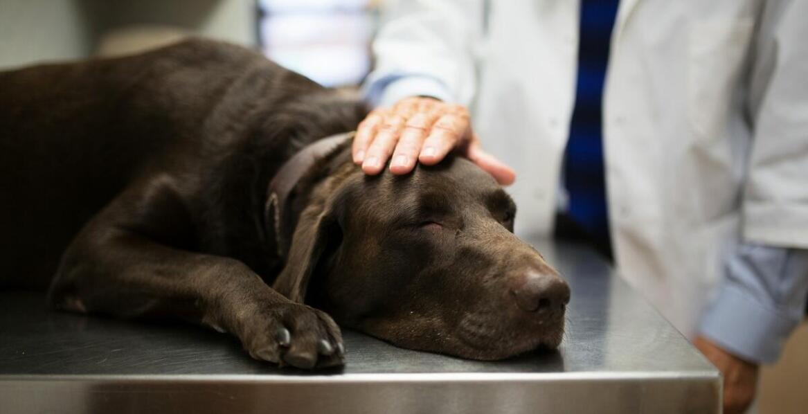 W jaki sposób pogotowie weterynaryjne dba o komfort i minimalizację stresu u zwierząt?