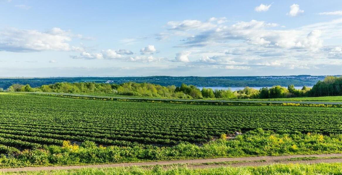 Monitoring plantacji truskawek: jak zwiększyć efektywność uprawy
