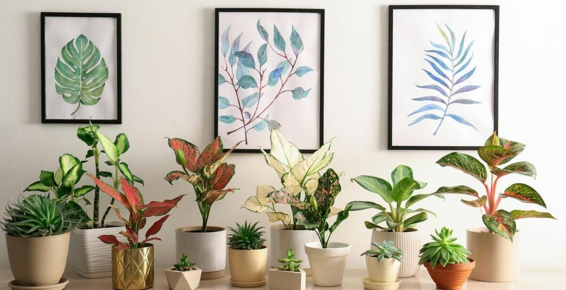 Kwiaty doniczkowe online: na co zwrócić uwagę przy wyborze dostawcy?