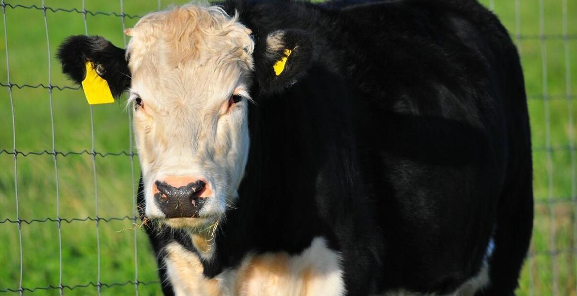 Innowacyjne technologie w ogrodzeniach elektrycznych dla bydła