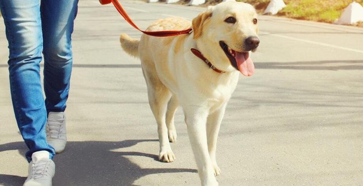 Wybór smyczy taśmowej dla psa na każdą okazję: od codziennych spacerów po specjalne wydarzenia