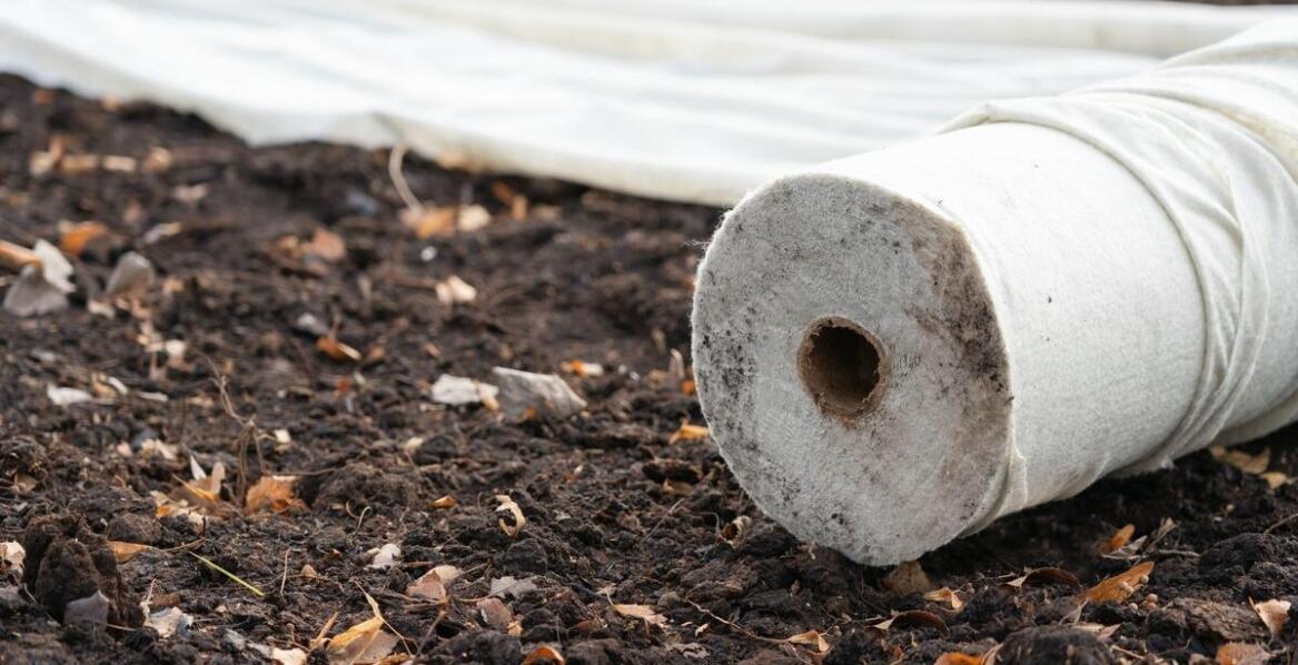 Zimowanie funkii fioletowej – jak zabezpieczyć ją przed mrozem?