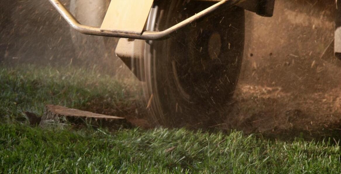 Rola frezowania pni drzew w procesie przygotowania terenu pod nowe nasadzenia