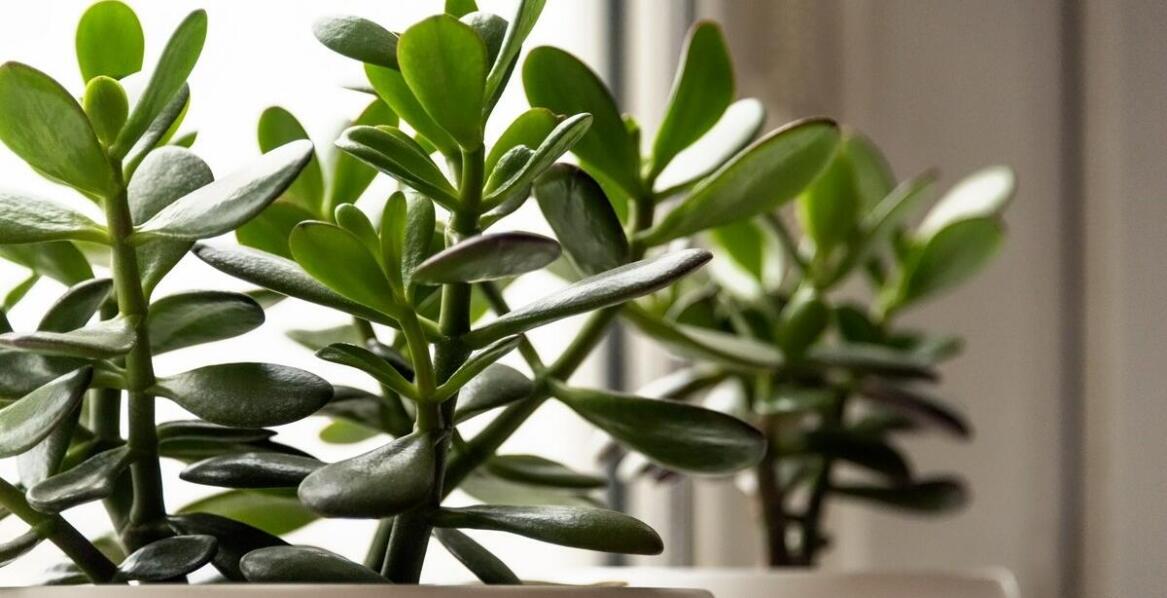 Wpływ wilgotności powietrza na zdrowie i wygląd Hoya