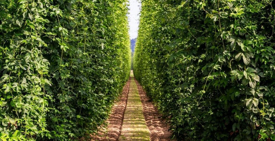 Praktyczne porady dotyczące zakładania plantacji krzewów jagodowych