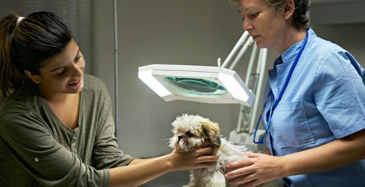 Kiedy warto skorzystać z usług weterynarza oferującego wizyty domowe?