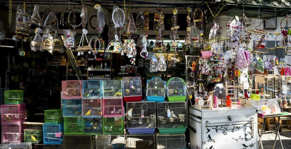 Kluczowe cechy koszy transportowych dostępnych w sklepie dla gołębi