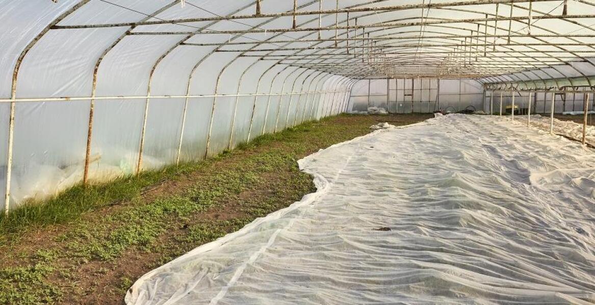 Jak folia szklarniowa wspiera automatyzację procesów w tunelach?