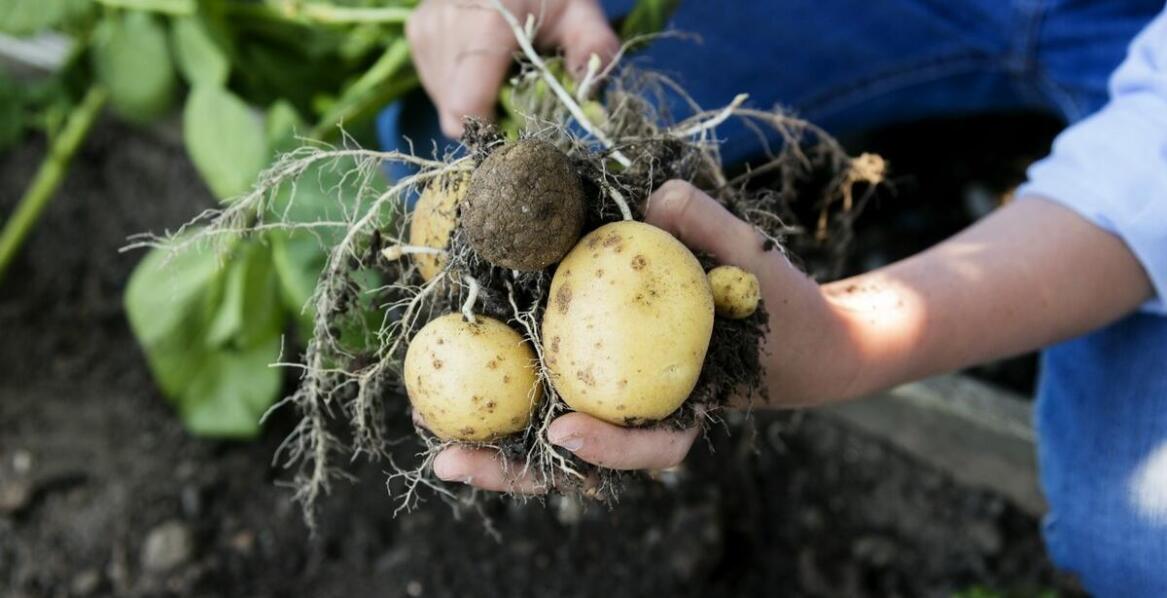 Planowanie upraw z wykorzystaniem sadzeniaków skrobiowych – przewodnik dla rolników