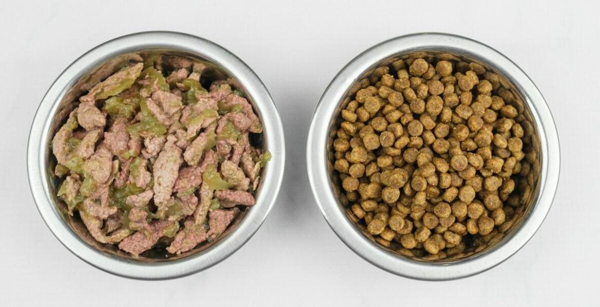 Wpływ składników mięsnych w orijen karmie na zdrowie kota