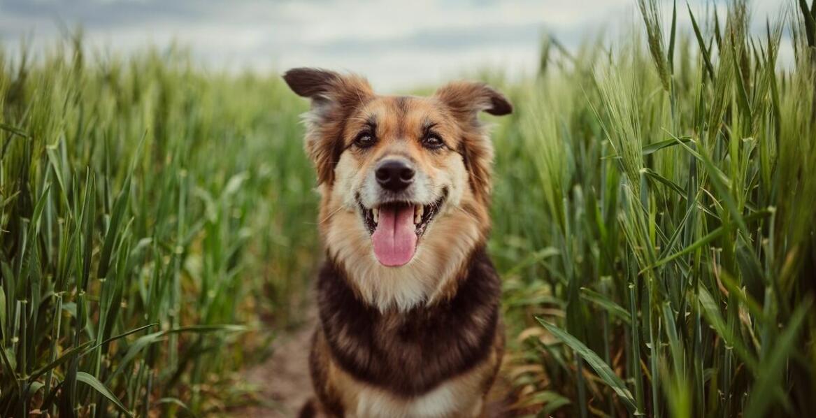 Jak dieta wpływa na zdrowie skóry i sierści młodych psów?