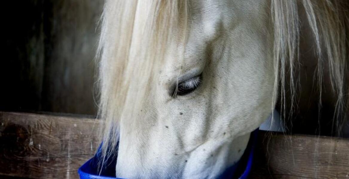 W jaki sposób pasze wspierają regenerację powysiłkową u koni?
