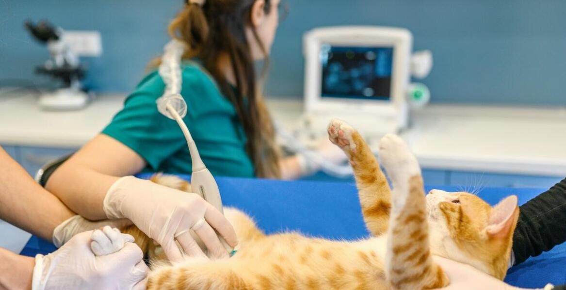 Rola nowoczesnego wyposażenia diagnostycznego w skutecznym leczeniu zwierząt