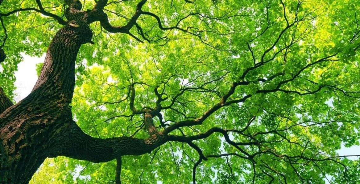 Jakie gatunki roślin najlepiej nadają się do otoczenia pomników przyrody?