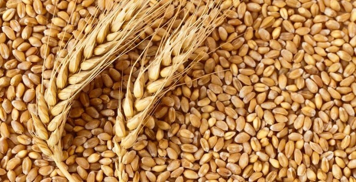 Skup zbóż w Opolu: aktualne wyzwania i przyszłe perspektywy