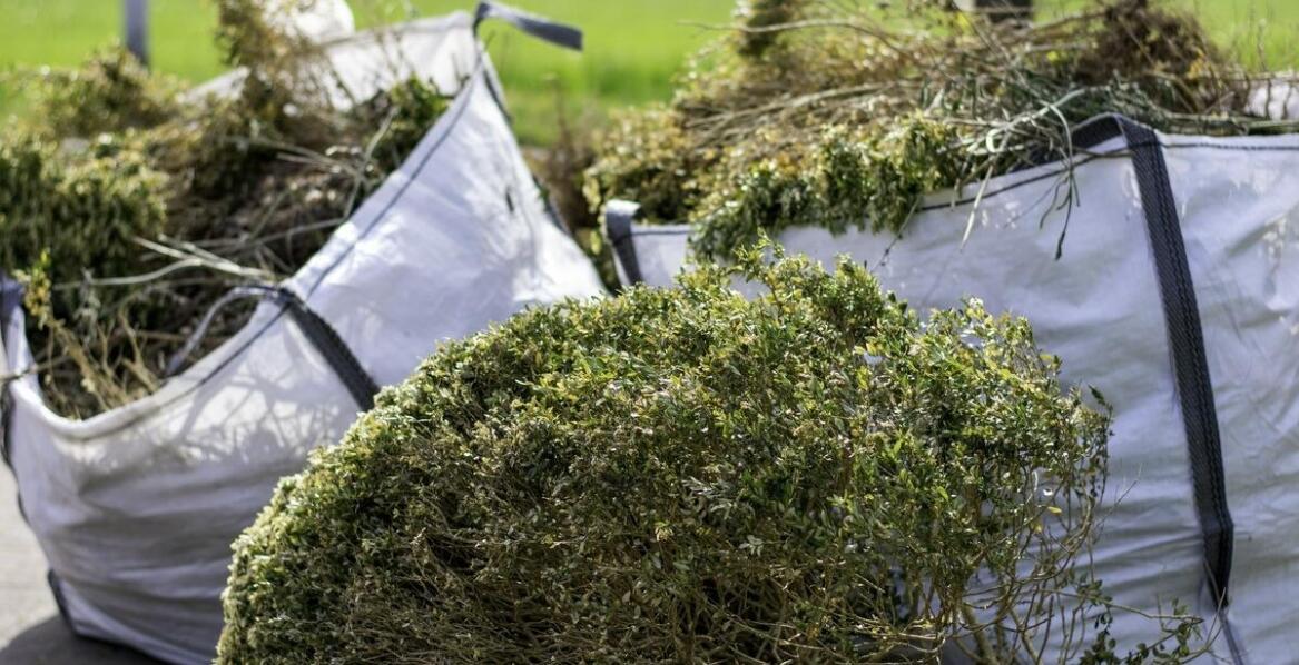 Jak zioła szwedzkie z piołunem wspierają zdrowie wątroby?