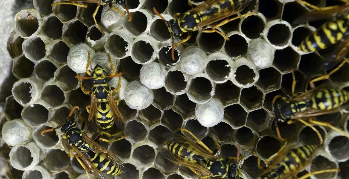 Jakie są najczęstsze miejsca występowania gniazd os w przestrzeniach mieszkalnych?