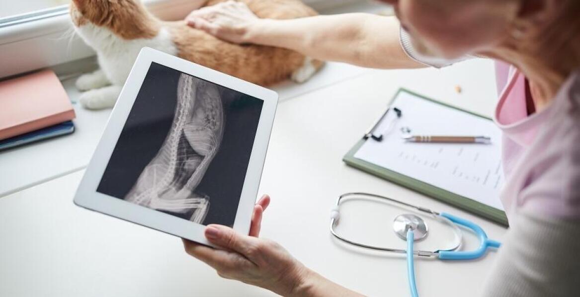 Nowoczesna diagnostyka USG i RTG w przychodni weterynaryjnej - co warto wiedzieć?
