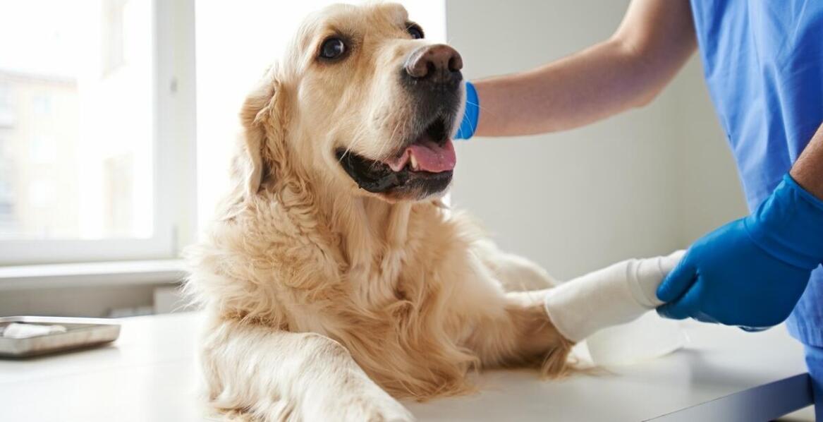 Jak ortopedia weterynaryjna wpływa na zdrowie stawów u zwierząt?