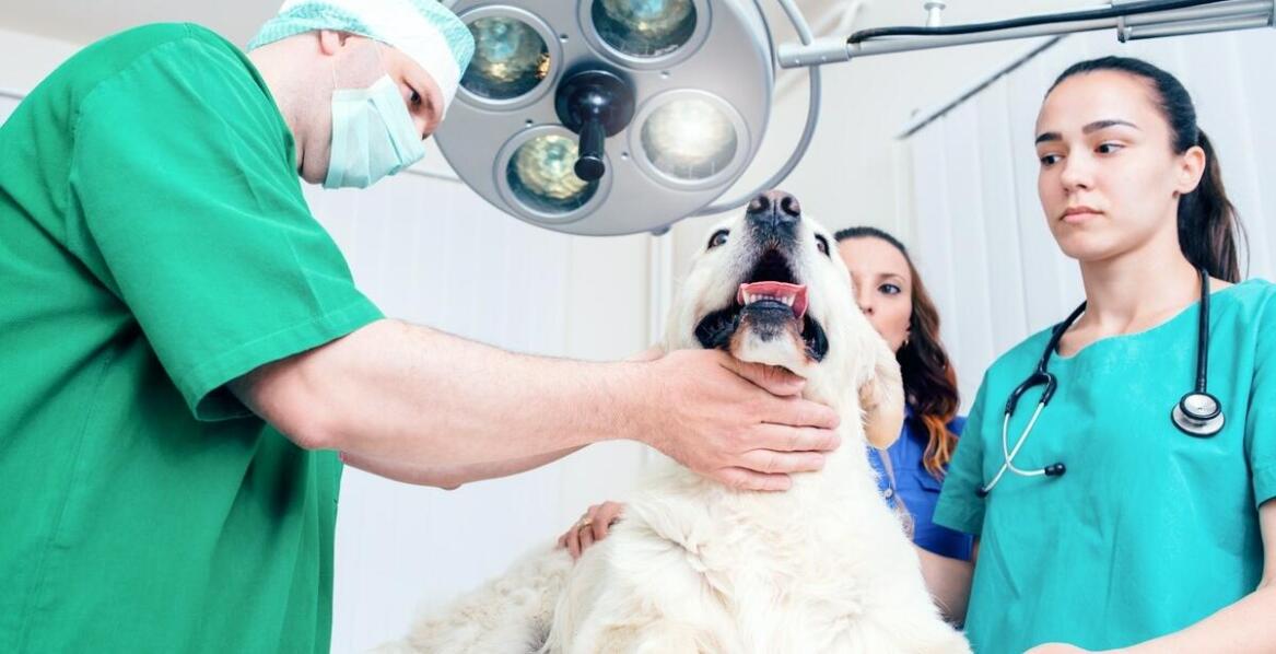 Jak wygląda proces przyjmowania pacjentów w weterynaryjnym pogotowiu działającym 24h?