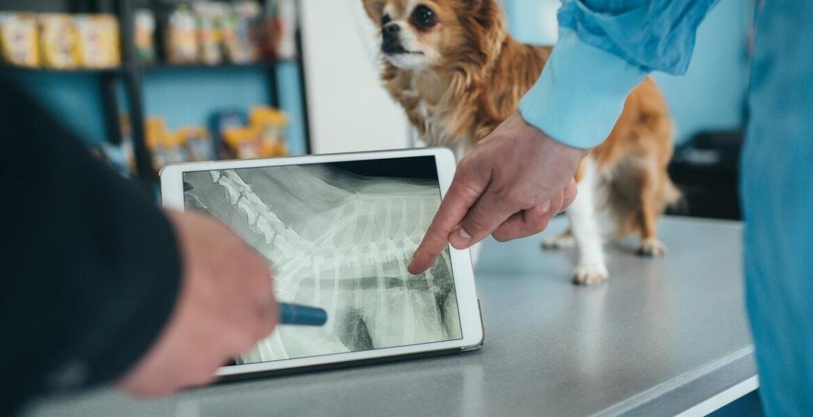 Czipowanie psów i kotów: jakie są najczęstsze pytania właścicieli?