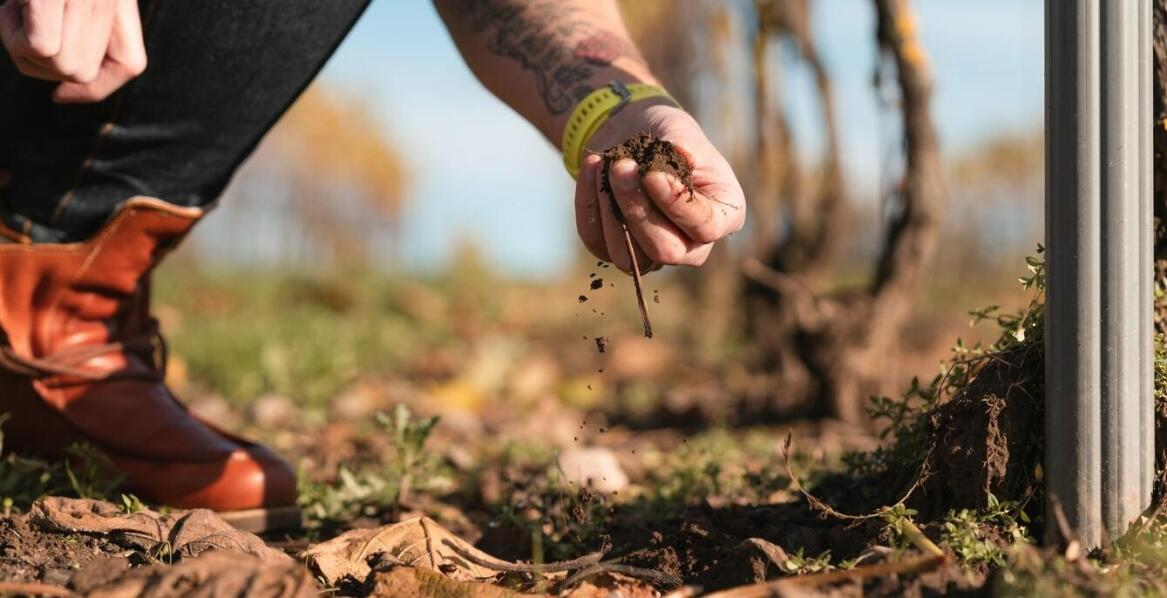 Wpływ strip till na jakość plonów i ich zdrowotność