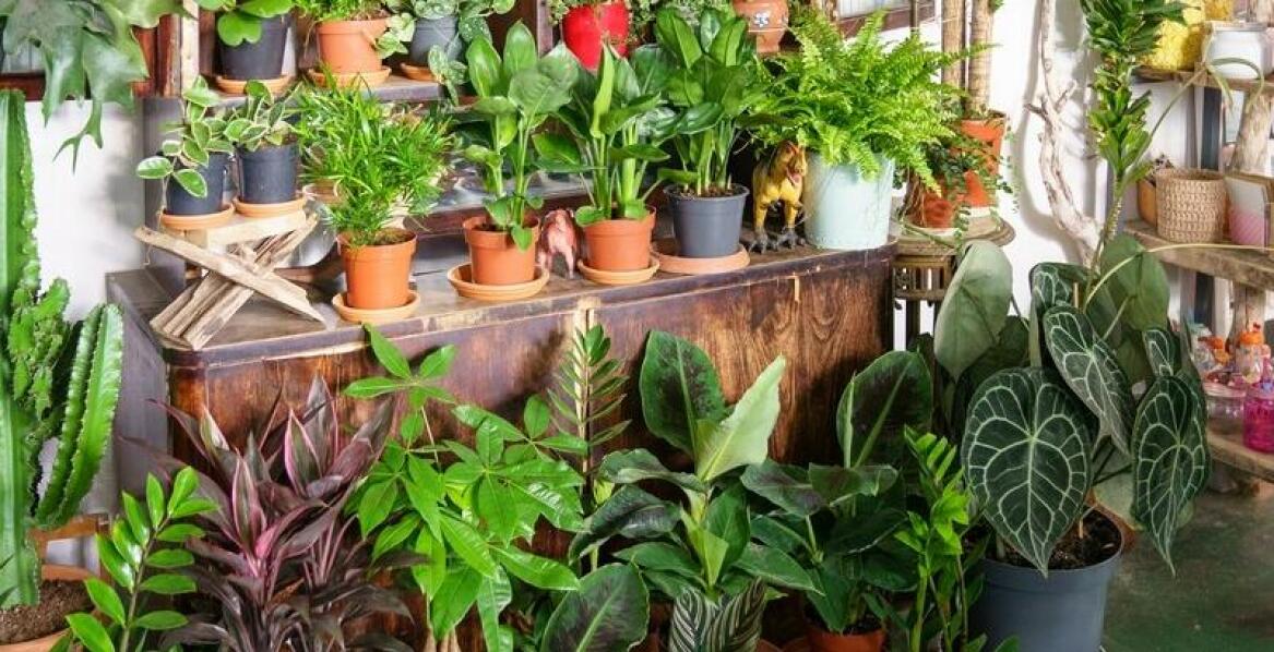 Jak dopasować styl donicy do odmiany funkii, aby podkreślić ozdobne walory?