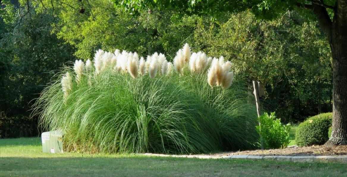 Estetyczne połączenia miskanta Morning Light z ozdobnymi roślinami